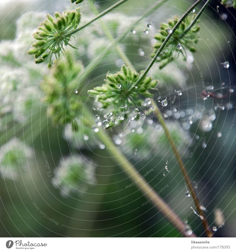 decorated with dewdrops Colour photo Exterior shot Close-up Detail Deserted Morning Reflection Sunlight Shallow depth of field Nature Plant Drops of water