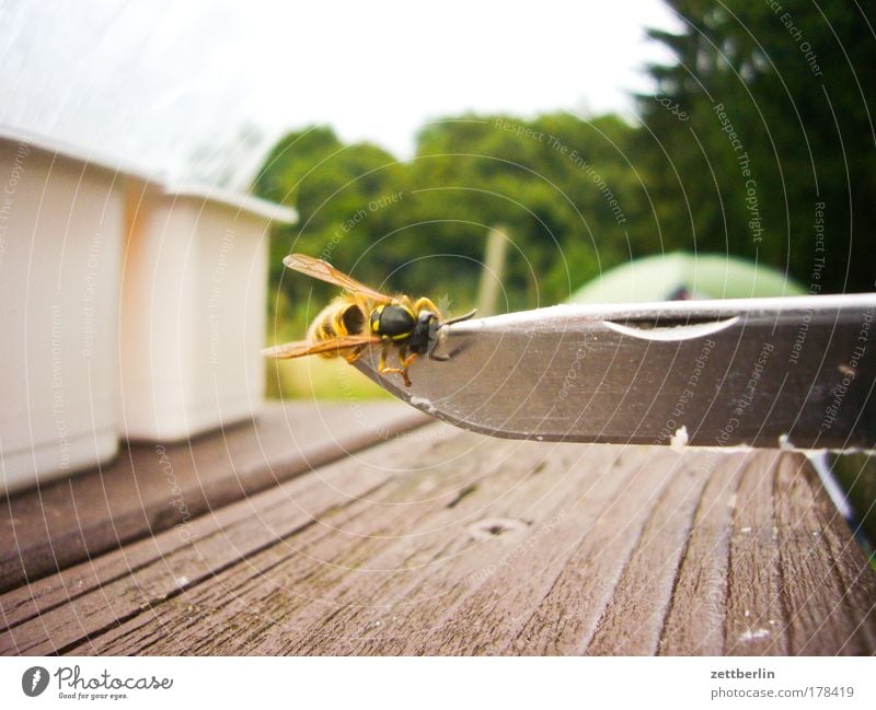 wasp Wasps Insect Pierce Knives cutting edge Blade Camping Table Wood Wooden board Camping site bothersome Annoyance Fear Panic Fear of death Bee Hornet