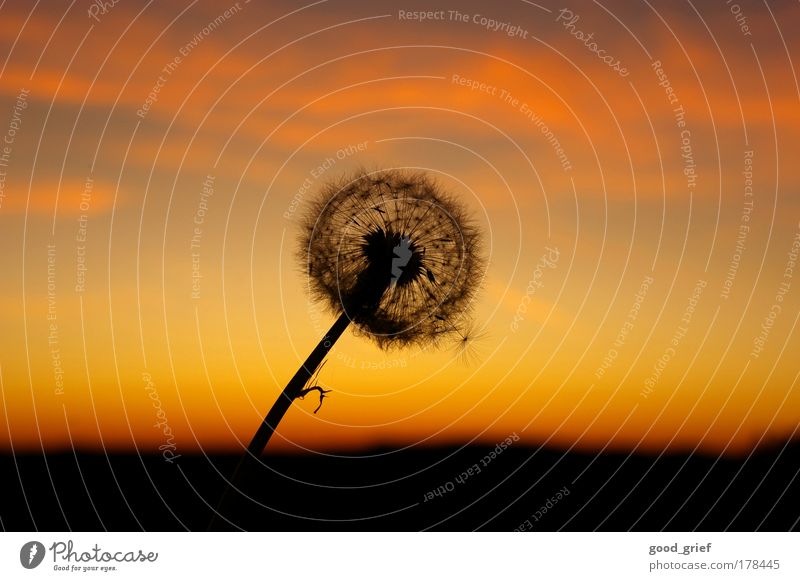 the last unblown flower Colour photo Multicoloured Exterior shot Deserted Copy Space left Copy Space right Twilight Light Sunlight Sunbeam Sunrise Sunset Nature