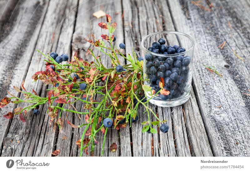 blueberries Food Fruit Nutrition Organic produce Vegetarian diet Glass Leisure and hobbies Trip Nature Summer Autumn Wild plant Forest Wood Friendliness Fresh