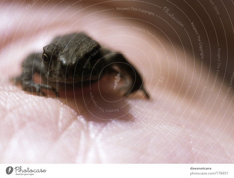 prince. Animal Wild animal Frog 1 Brown Painted frog Small Diminutive Analog 35mm film Hand Palm of the hand To hold on Sit Looking Mistrust Wrinkle Life line