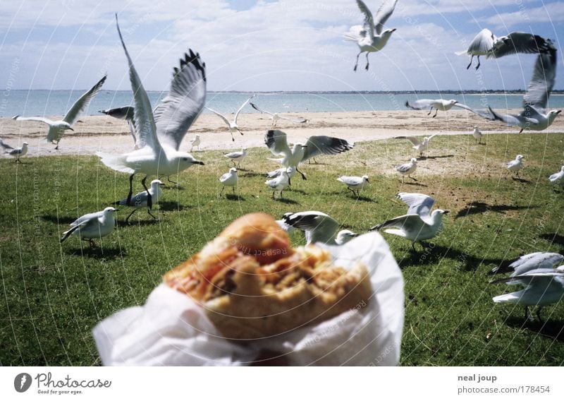 Burger with the lot -2- Colour photo Exterior shot Fast food Hamburger Vacation & Travel Freedom Summer vacation Ocean Coast mandurah Western Australia Bird