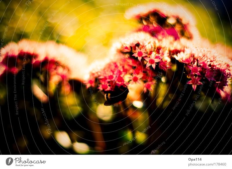 flower dream Colour photo Multicoloured Exterior shot Close-up Detail Macro (Extreme close-up) Deserted Copy Space bottom Day Evening Light Shadow Contrast