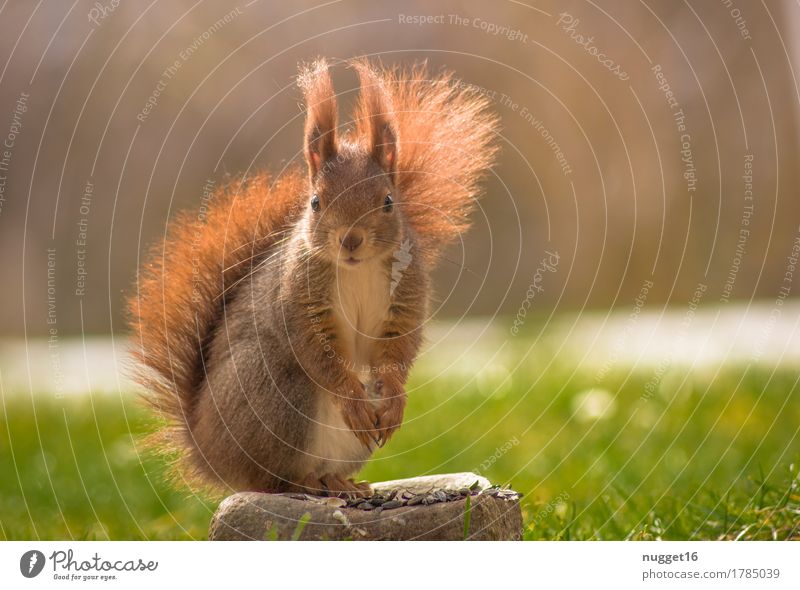 Is anyone coming? ;) Nature Animal Sunlight Autumn Grass Garden Meadow Wild animal Animal face Pelt Claw Paw 1 Observe To feed Sit Esthetic Friendliness Cuddly