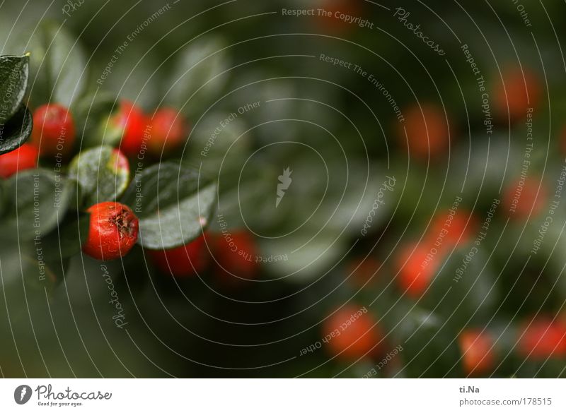 *70* red berries Colour photo Multicoloured Exterior shot Macro (Extreme close-up) Deserted Day Shallow depth of field Environment Nature Landscape Animal