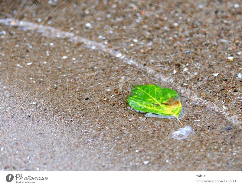 dangerous surf . . . Colour photo Close-up Copy Space left Copy Space top Copy Space bottom Nature Plant Sand Water Summer Autumn Leaf Waves Lakeside River bank