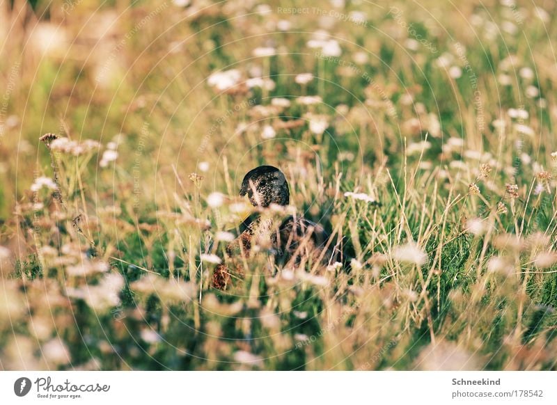 camouflage is everything Colour photo Exterior shot Detail Deserted Day Contrast Shallow depth of field Central perspective Animal portrait Environment Nature