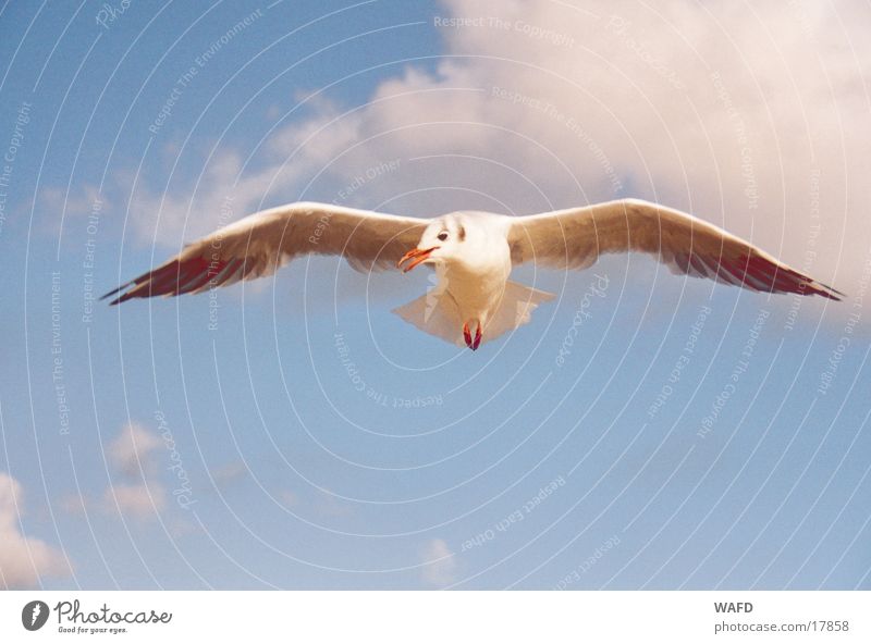 inquisitiveness Seagull Ocean Bird Curiosity Clouds St. Peter-Ording Sky Blue Flying North Sea