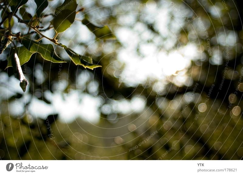 ...glisten and shine in the warm summer sun Colour photo Subdued colour Exterior shot Detail Abstract Pattern Structures and shapes Deserted Copy Space right