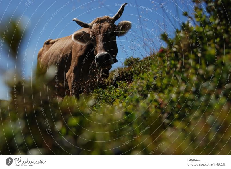 cow Animal portrait Relaxation Vacation & Travel Tourism Mountain Hiking Nature Alps Tradition Environment Organic produce Cow alpine haul-off Almabtrieb