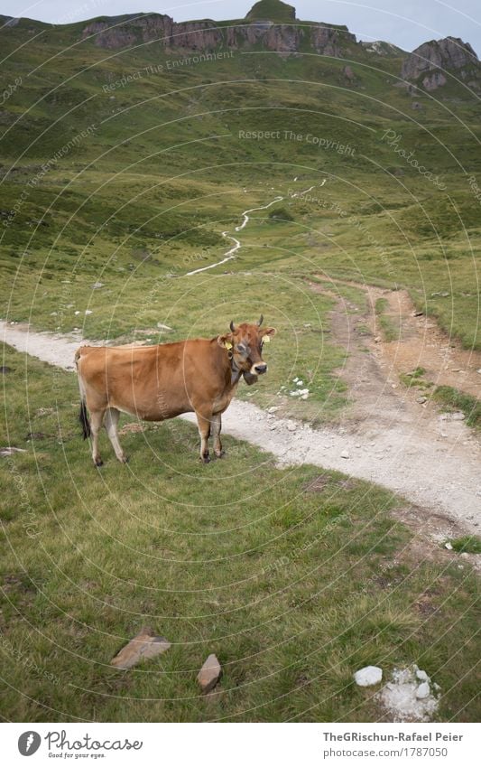 cow Animal Farm animal Cow 1 Brown Gray Green Black White Lanes & trails Alps Pasture Mountain Antlers Stone Exterior shot Milk Grass Colour photo Deserted