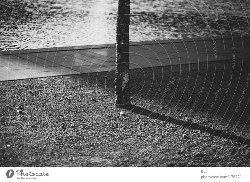 trunk Water Tree Lake River Lanes & trails Loneliness Black & white photo Exterior shot Deserted Copy Space left Copy Space right Copy Space bottom Day Light