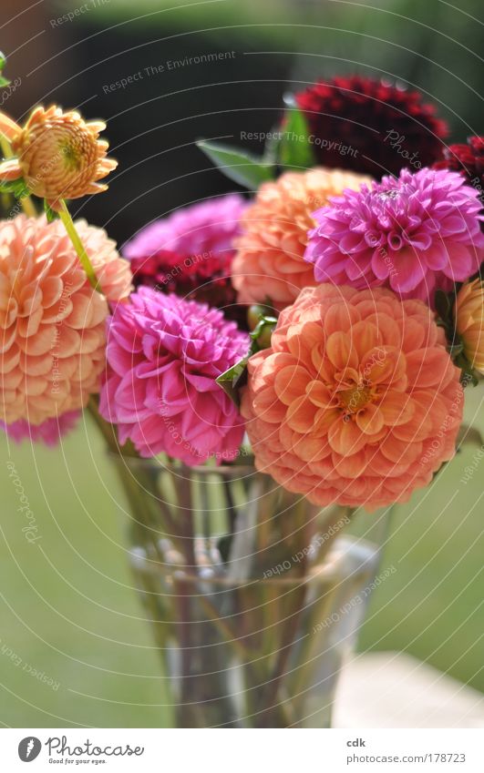 Bouquet | beautiful autumn Colour photo Multicoloured Exterior shot Deserted Sunlight Shallow depth of field Nature Plant Autumn Beautiful weather Flower