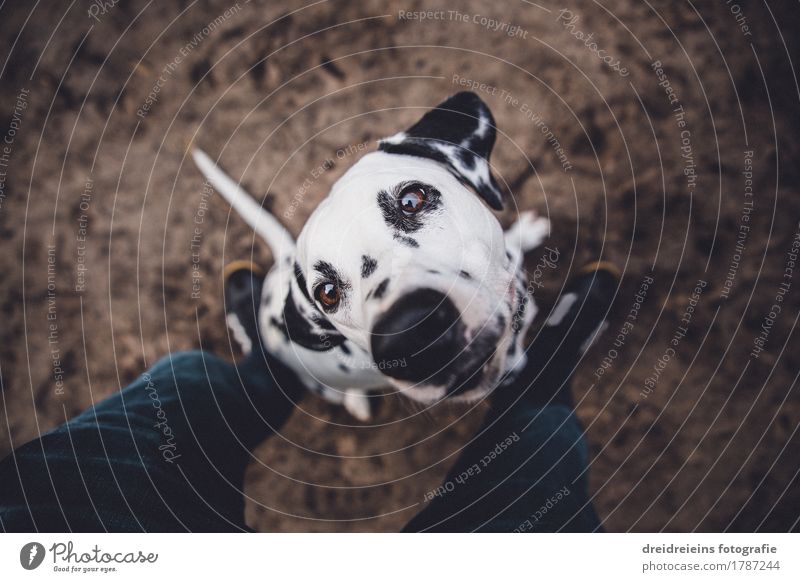 Food? Animal Pet 1 Looking Sit Brash Friendliness Natural Wait Curiosity Loyalty Expectation Dalmatian Character Honest Legs Floor covering Impatience Ask