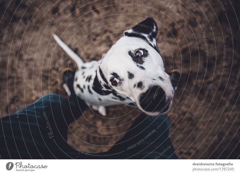 Dalmatians. Animal Pet Dog 1 Wait Brash Curiosity Loyalty Expectation Cute Character Honest Legs Floor covering Provocative Impatience Ask Colour photo