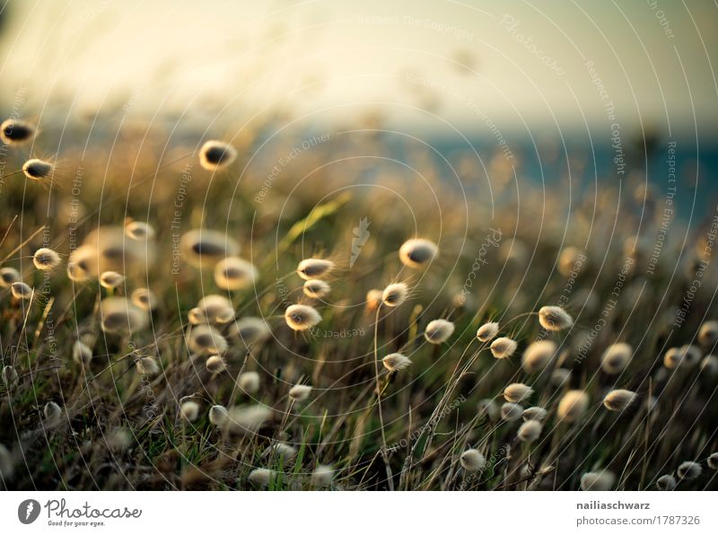 beach plants Summer Beach Environment Nature Landscape Plant Sand Sunrise Sunset Sunlight Beautiful weather Grass Wild plant woolly grasses eriophorum Coast