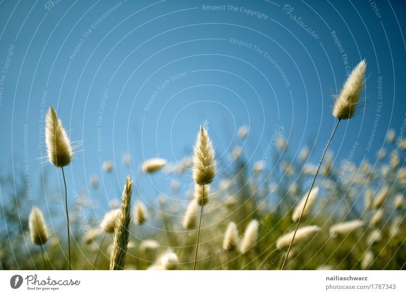 Grass at the lake Summer Beach Environment Nature Sand Beautiful weather Plant Bushes Foliage plant Ocean Blossoming Faded Growth Simple Natural Soft Blue Green