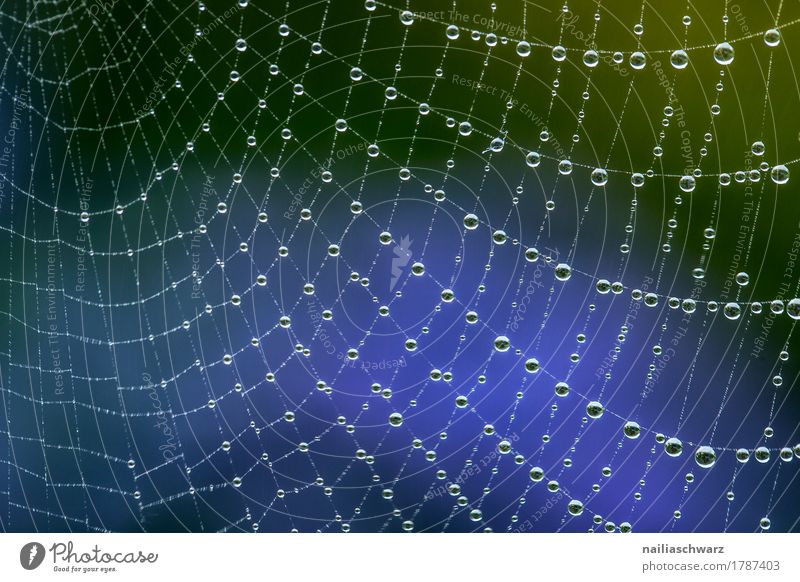 trickle Internet Environment Nature Water Drops of water Rain Garden Park Spider Net Network Esthetic Uniqueness Near Wet Natural Beautiful Blue Green Power