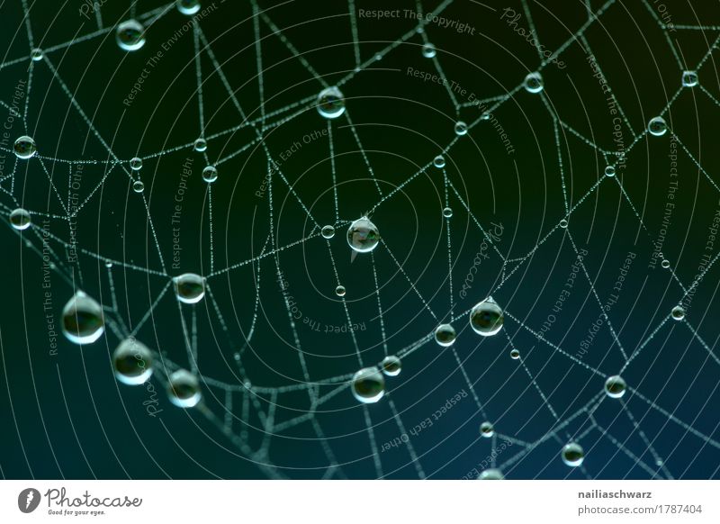 morning dew Internet Environment Nature Water Drops of water Fog Rain Animal tracks Line Net Network Elegant Wet Natural Beautiful Peaceful Orderliness Purity