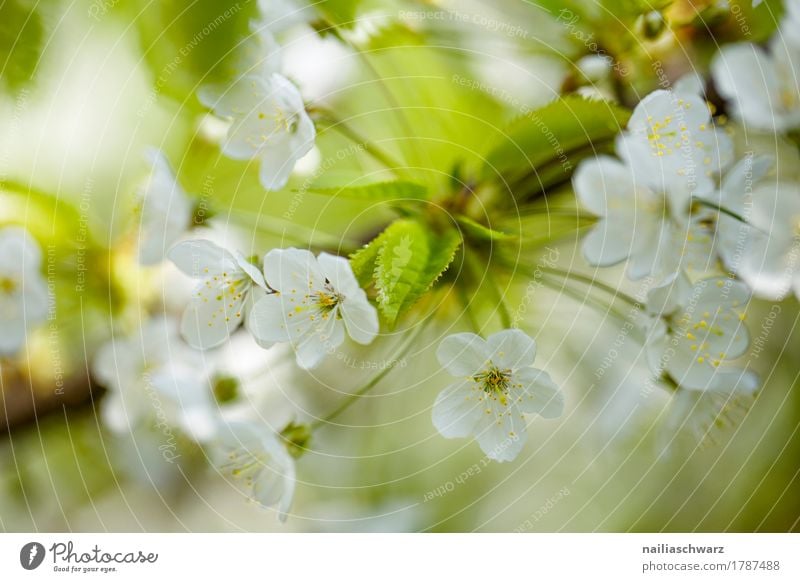 cherry blossom Nature Plant Spring Tree Flower Blossom Agricultural crop Branch Twig Cherry blossom Garden Park Blossoming Fragrance Jump Growth Fresh Natural