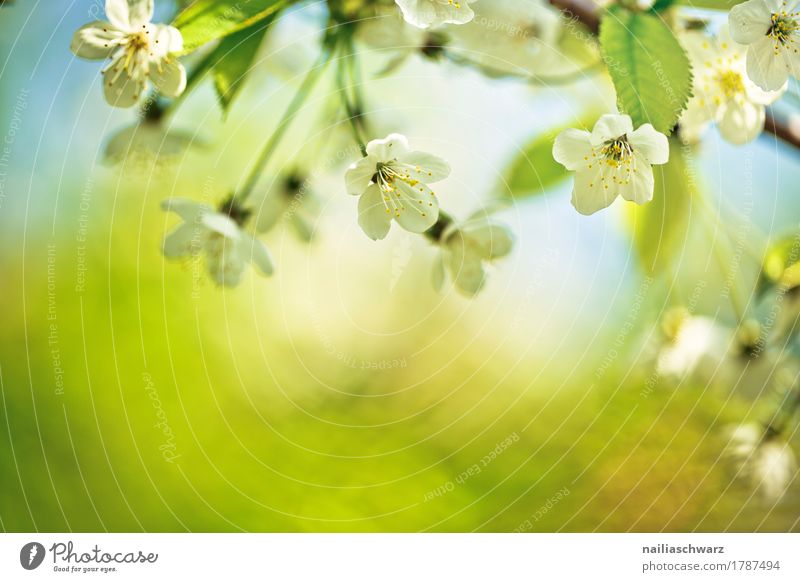 spring Environment Nature Plant Spring Beautiful weather Tree Flower Leaf Blossom Agricultural crop Cherry Cherry blossom Cherry tree Garden Park Jump Fragrance