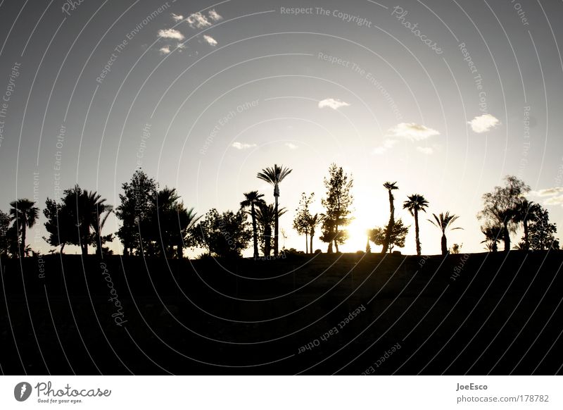 traveling down south 03 Subdued colour Copy Space top Copy Space bottom Twilight Contrast Silhouette Vacation & Travel Tourism Far-off places City trip Nature