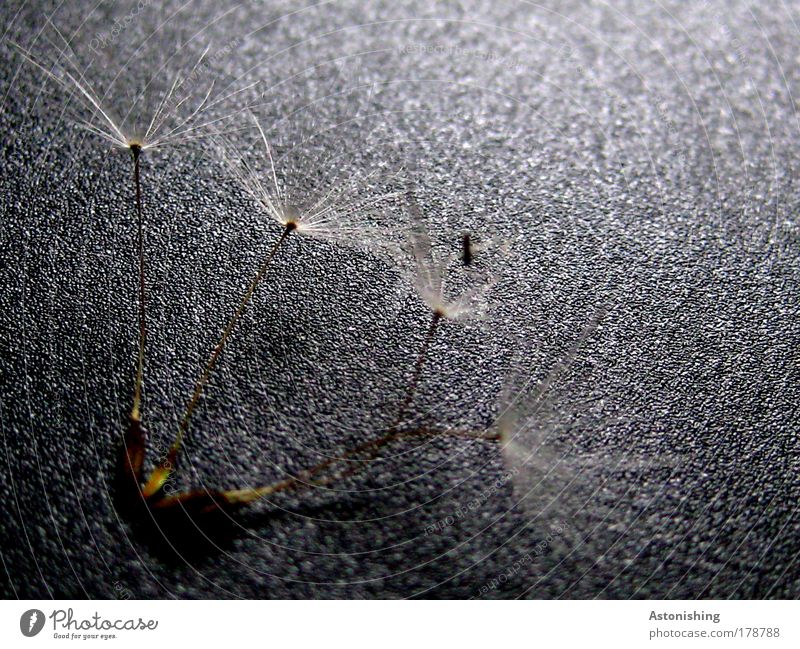 quadruplets Colour photo Macro (Extreme close-up) Deserted Light Shadow Contrast Sunlight Autumn Plant Thin Small Brown Black White Seed Dandelion Propagation