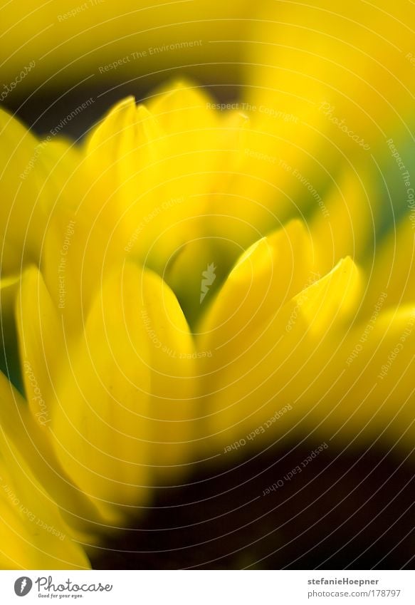 sunflowers Colour photo Deserted Copy Space bottom Morning Sunlight Shallow depth of field Harmonious Well-being Contentment Decoration Environment Nature Plant