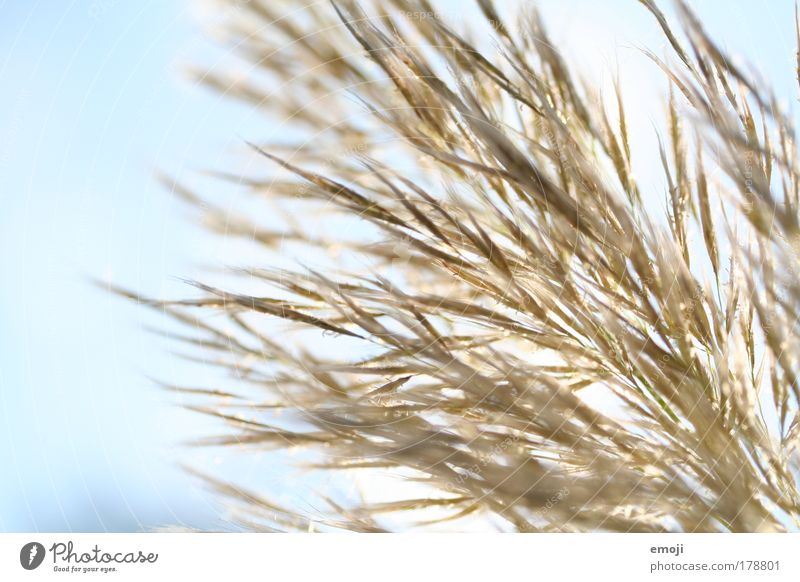 fluffy and airy Colour photo Exterior shot Close-up Detail Macro (Extreme close-up) Deserted Copy Space left Neutral Background Day Sunlight Sunbeam Back-light