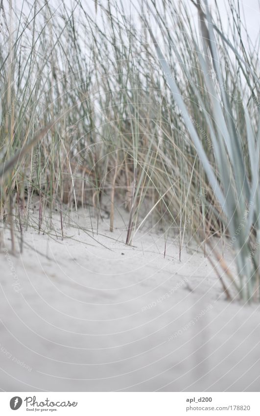 dune grass Colour photo Subdued colour Exterior shot Detail Copy Space bottom Day Shallow depth of field Vacation & Travel Tourism Safari Expedition Summer