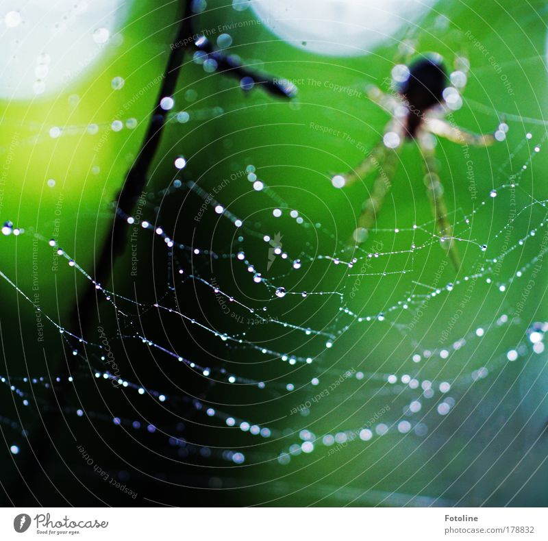 Lurking enemy Colour photo Multicoloured Exterior shot Morning Day Light Sunlight Blur Environment Nature Water Drops of water Spring Summer Weather Rain Plant