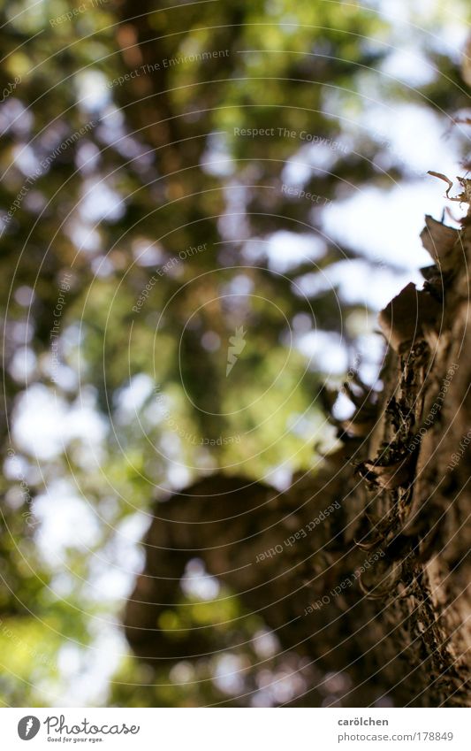 forest whispers Colour photo Exterior shot Structures and shapes Deserted Day Blur Shallow depth of field Worm's-eye view Environment Nature Landscape Animal