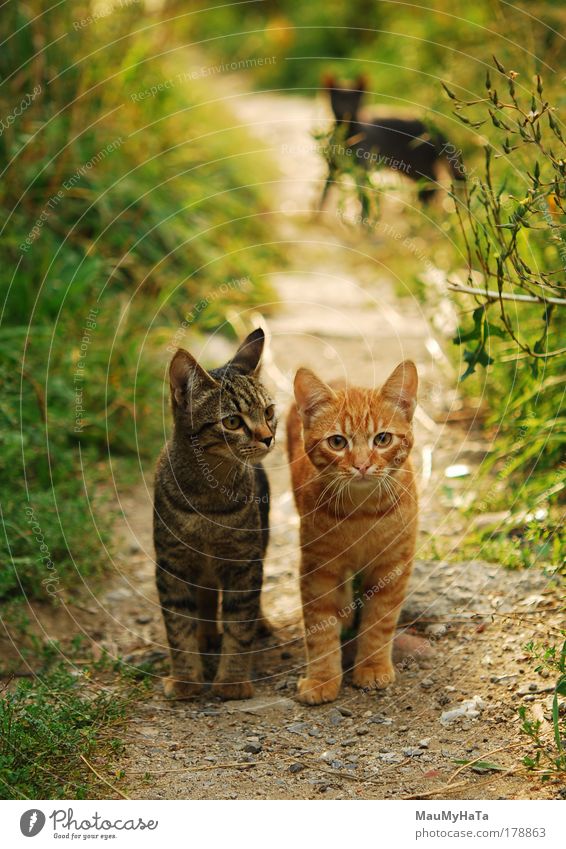 Two Cats Colour photo Close-up Deserted Morning Blur Looking Looking into the camera Beautiful Skin Far-off places Summer Sun Life Animal Garden Park Rock