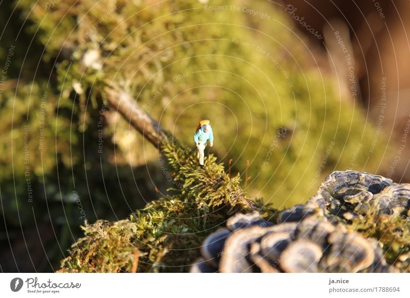 Where you're going... Hiking Masculine Man Adults Senior citizen 1 Human being Nature Autumn Moss Mushroom Bridge Movement Green Contentment Calm Loneliness