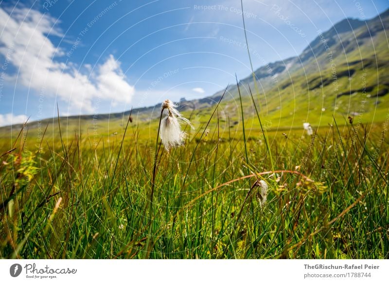 grass Environment Nature Landscape Blue Gray Green White Bog Mountain Grass Meadow Clouds Sunbeam Exterior shot Switzerland Colour photo Copy Space top Day