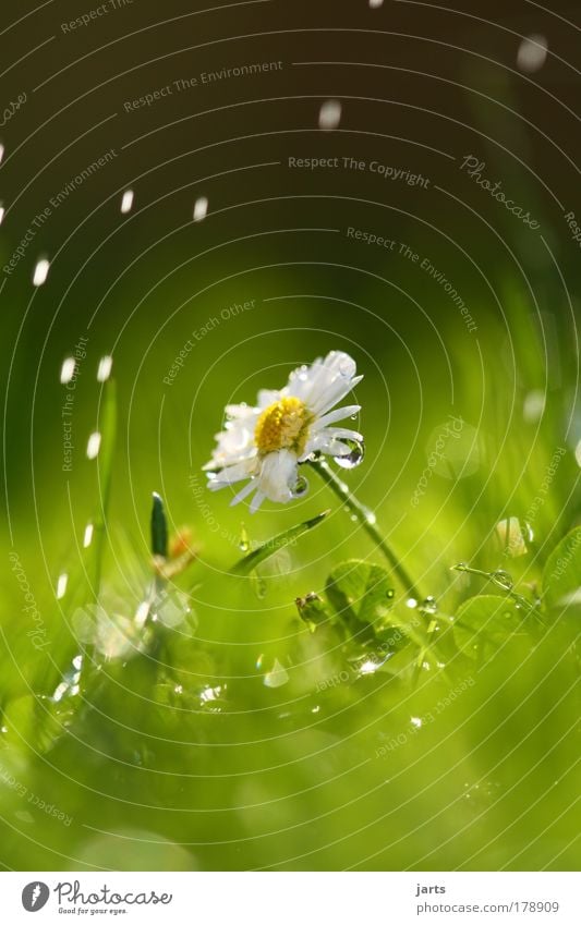 Sun and rain Colour photo Exterior shot Close-up Detail Deserted Day Light Reflection Sunlight Shallow depth of field Worm's-eye view Environment Nature Water