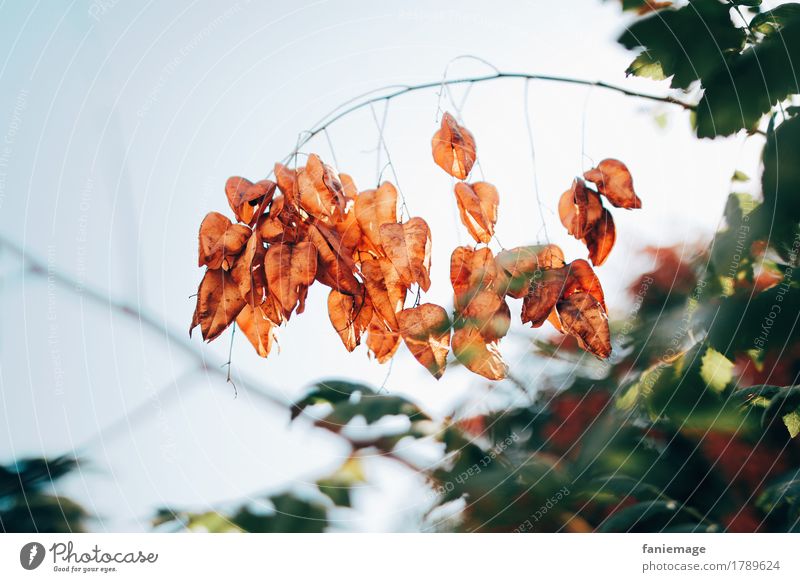 lampions Environment Nature Plant Sky Beautiful weather Esthetic Autumn Autumnal Lampion Orange Twig Twigs and branches Jewellery Southern France Provence Leaf