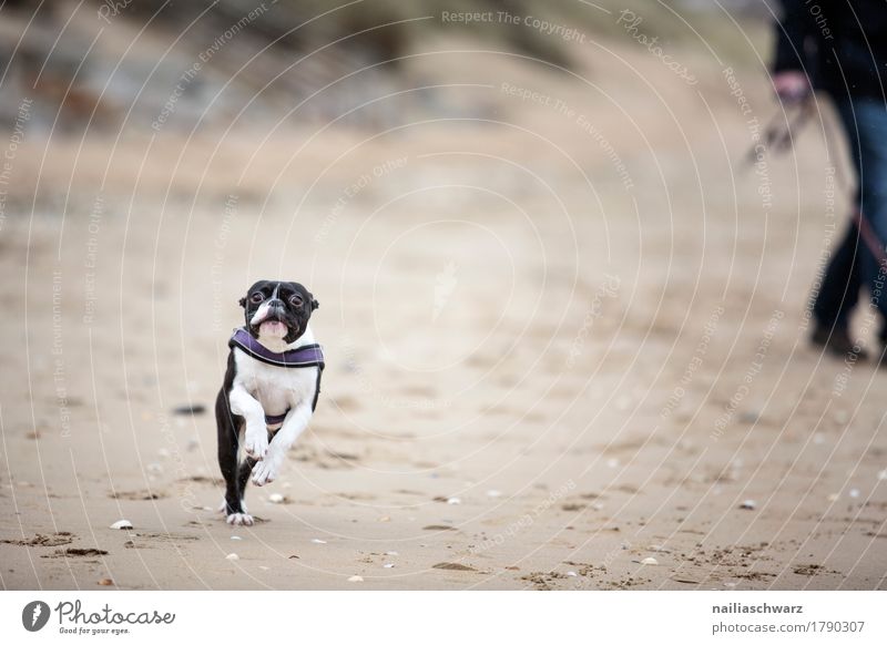 Boston Terrier on the beach Joy Beach Nature Animal Sand Coast Lakeside Dog Animal tracks boston terrier 1 Relaxation Walking Running Jump Brash Happiness Happy