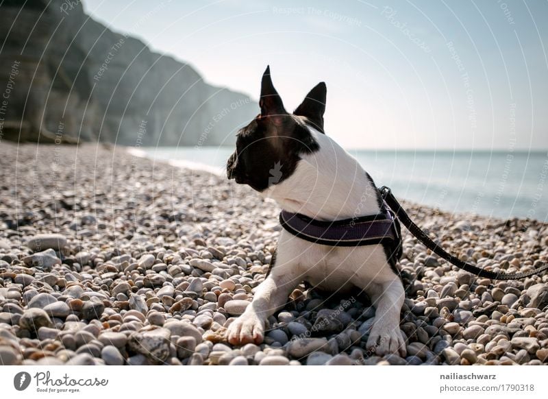 Boston Terrier on the beach Vacation & Travel Beach Environment Nature Sand Horizon Beautiful weather Coast Lakeside Bay Ocean Atlantic Ocean Animal Pet Dog