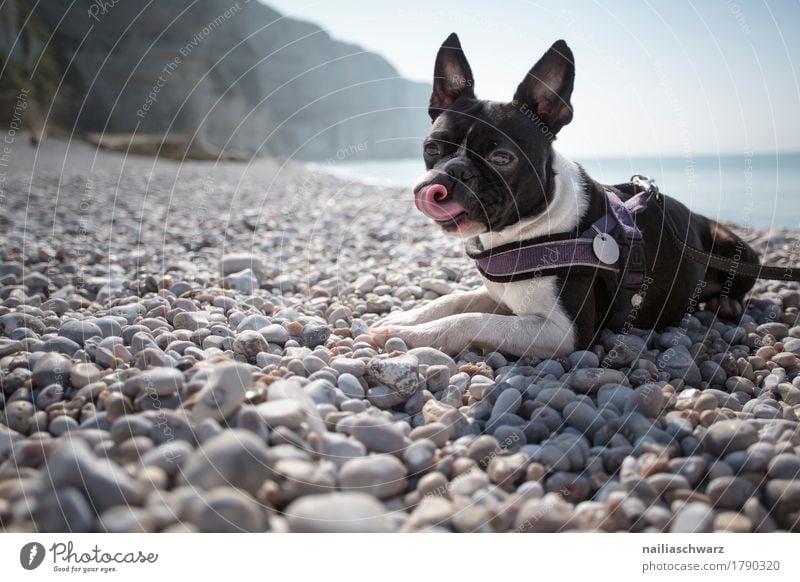 Boston Terrier on the beach Vacation & Travel Beach Environment Nature Landscape Beautiful weather Rock Coast Lakeside Fjord Ocean Atlantic Ocean Europe France