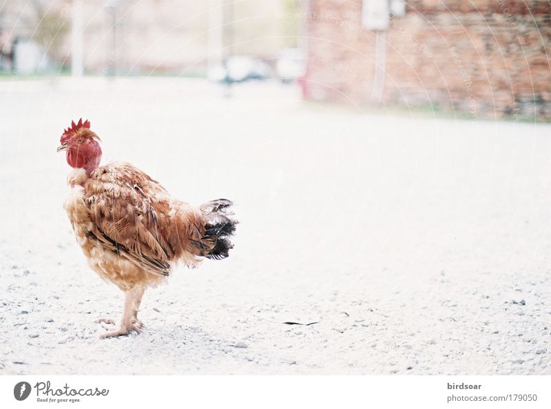 Oh, have you seen my rooster? Subdued colour Exterior shot Close-up Day Shallow depth of field Forward Chattanooga USA North America Animal Farm animal Rooster