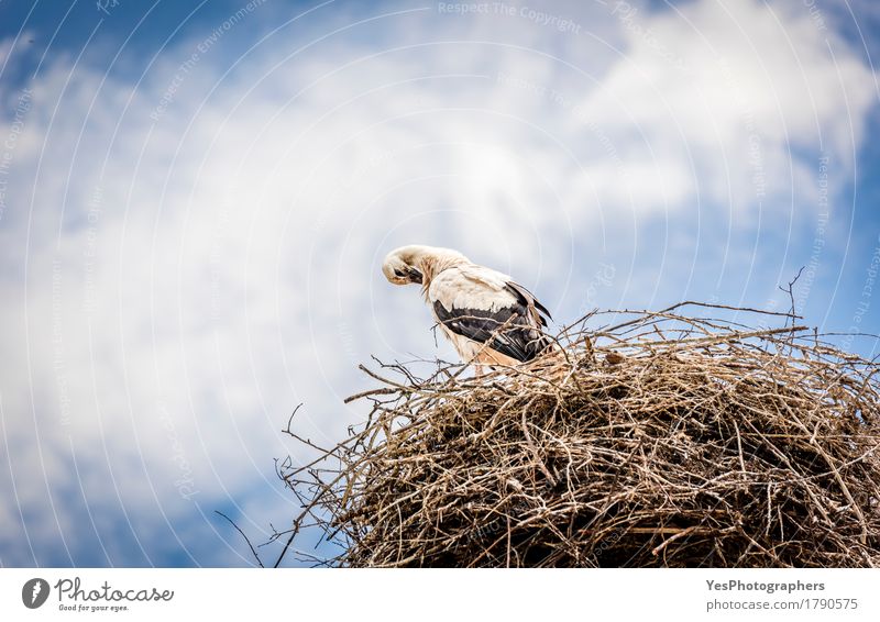 White stork against blue sky Sky Clouds Storm clouds Summer Animal Wild animal Bird 1 Long Blue animals background Beak beutiful bird photography black feathers