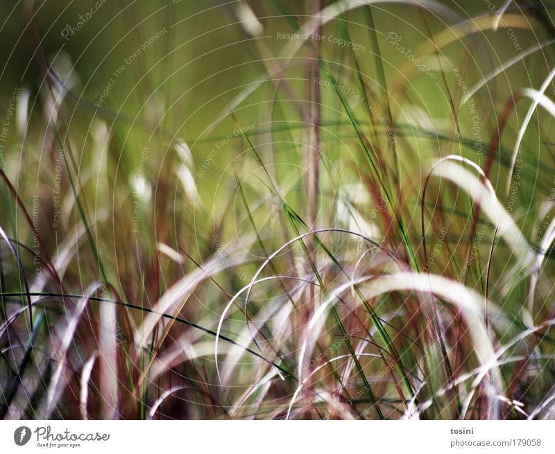 muddle Colour photo Exterior shot Macro (Extreme close-up) Copy Space top Contrast Blur Shallow depth of field Environment Nature Plant Grass Fern Foliage plant