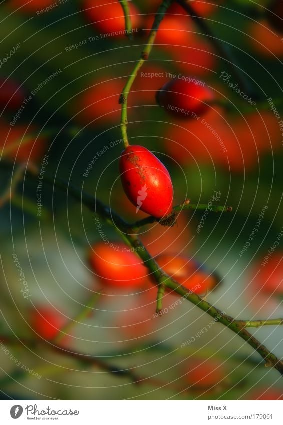 rose hip Exterior shot Close-up Detail Macro (Extreme close-up) Deserted Copy Space left Copy Space right Copy Space top Day Twilight Light