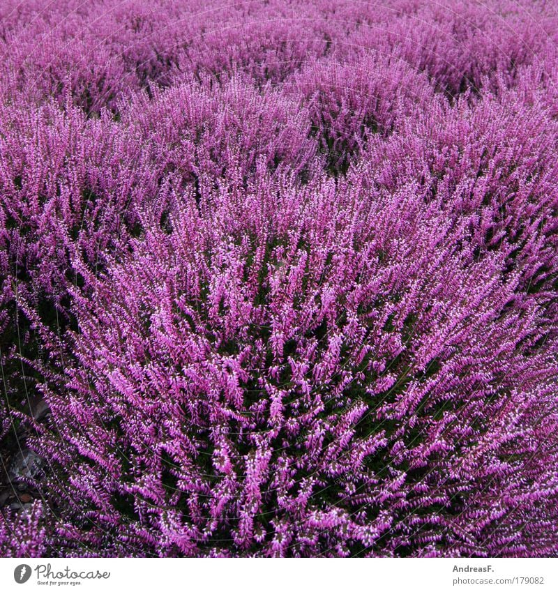 heathland Colour photo Exterior shot Detail Environment Nature Plant Flower Grass Foliage plant Violet Pink Heathland Heather family heather blossom Autumn