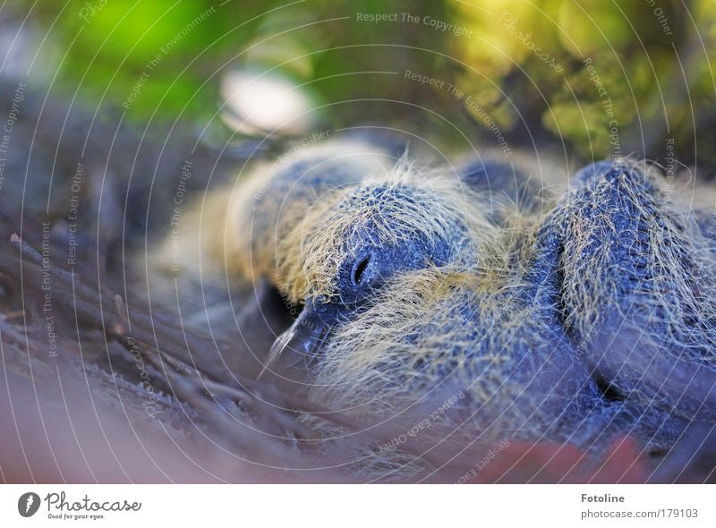 Pigeons Colour photo Multicoloured Exterior shot Day Blur Environment Nature Animal Air Spring Summer Autumn Beautiful weather Plant Bushes Leaf Foliage plant