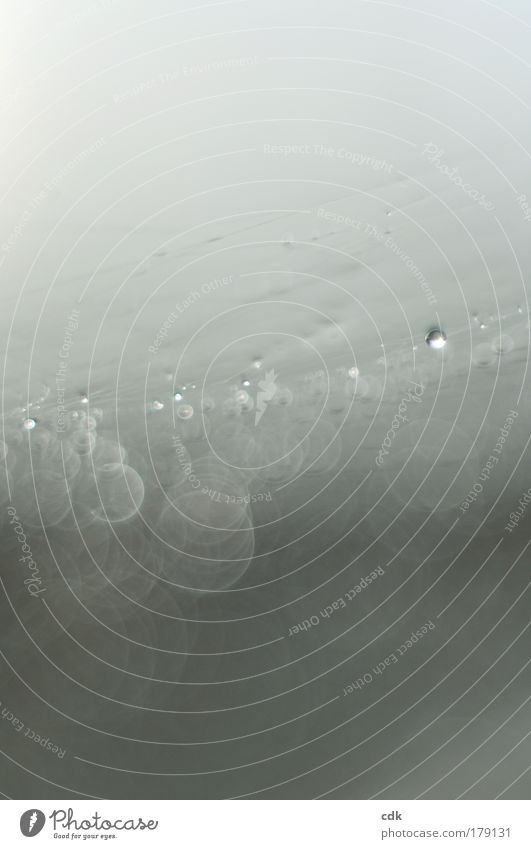 Spider web | rain covered. Colour photo Subdued colour Exterior shot Macro (Extreme close-up) Structures and shapes Deserted Copy Space top Copy Space bottom