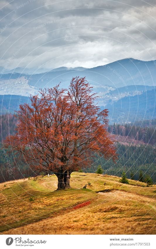 Lone tree in autumn mountains Beautiful Vacation & Travel Tourism Trip Mountain Environment Nature Landscape Sky Clouds Storm clouds Autumn Fog Rain Tree Grass