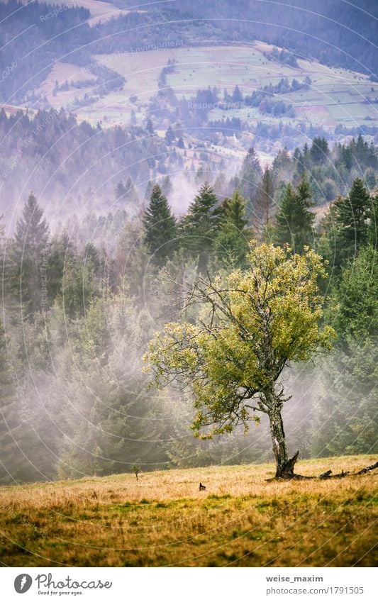 Autumn foggy Carpathian mountain scene. Fall rain and mist Beautiful Summer Mountain Environment Nature Landscape Sky Clouds Fog Rain Tree Grass Meadow Forest