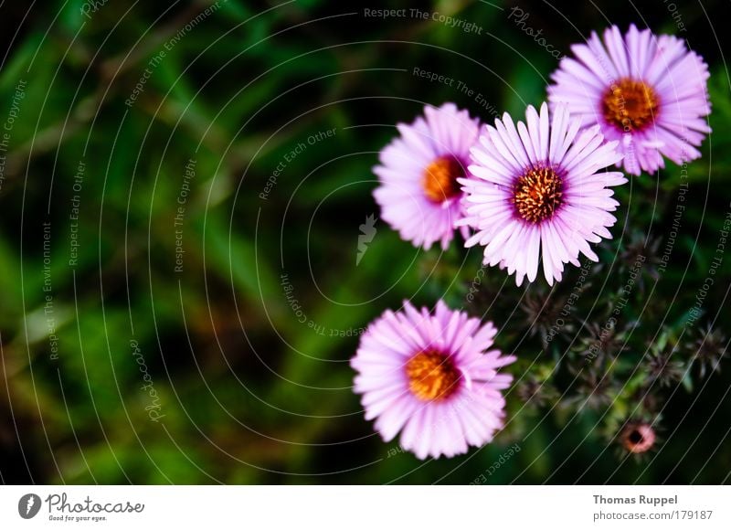 little flowers Colour photo Multicoloured Exterior shot Close-up Deserted Copy Space left Day Shallow depth of field Bird's-eye view Nature Plant Summer Flower